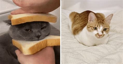 식빵 고양이